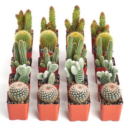 Boho Fiesta Bridal Shower Theme Ideas