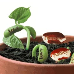 Ecofriendly Wedding Favours